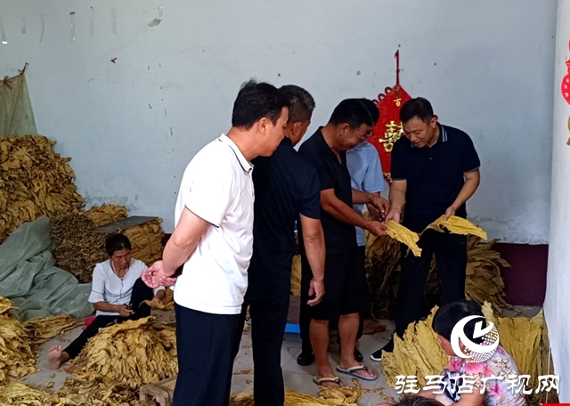 泌陽縣郭集鎮：“保姆式”服務助力煙農豐產增收
