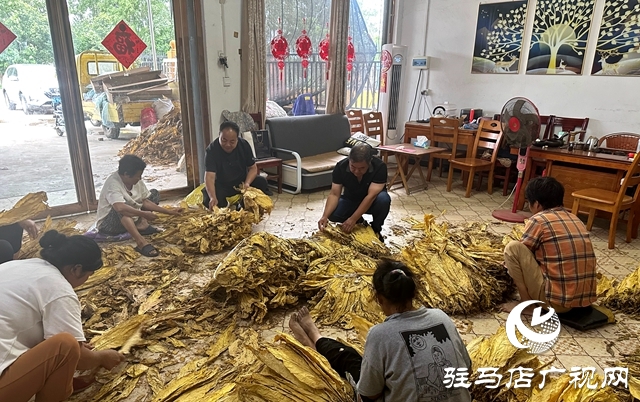 泌陽縣郭集鎮楊樹崗村駐村工作隊：發揮行業優勢 助力群眾致富