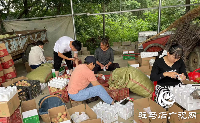 泌陽縣馬谷田鎮河南村：“直播帶貨”帶起產業發展新模式