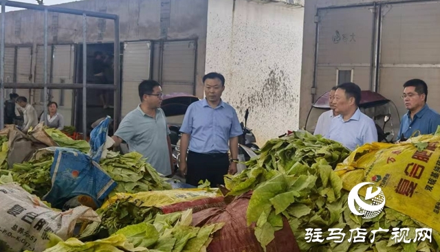 泌陽縣郭集鎮：金葉飄香收購季 服務煙農助增收