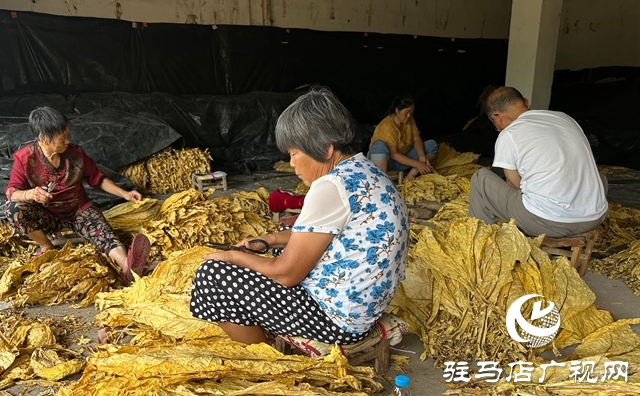 泌陽縣郭集鎮：金葉飄香收購季 服務煙農助增收