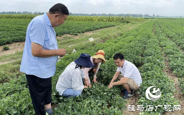 泌陽縣：農技服務到田間 助農增收促振興