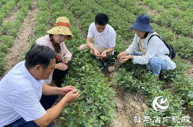 泌陽縣：農技服務到田間 助農增收促振興