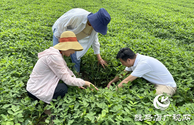 泌陽縣：農技服務到田間 助農增收促振興