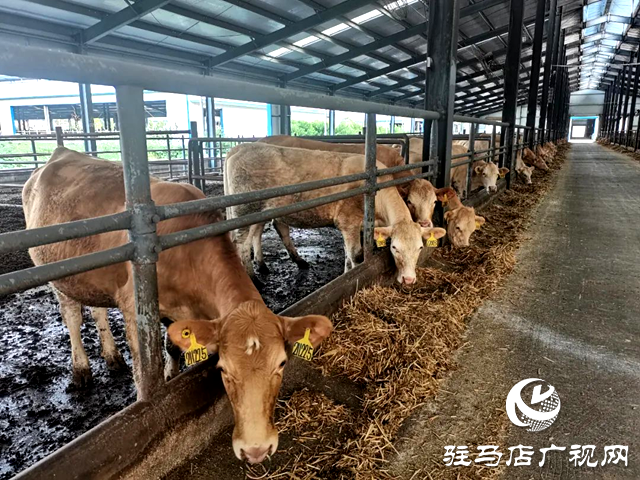 河南泌陽縣的這頭牛火爆網絡