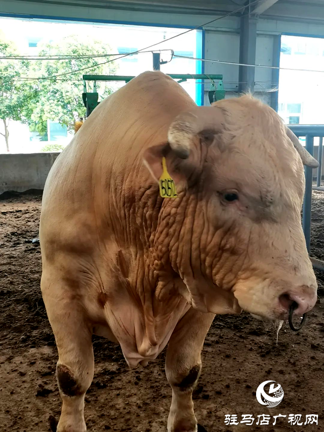 河南泌陽縣的這頭牛火爆網絡