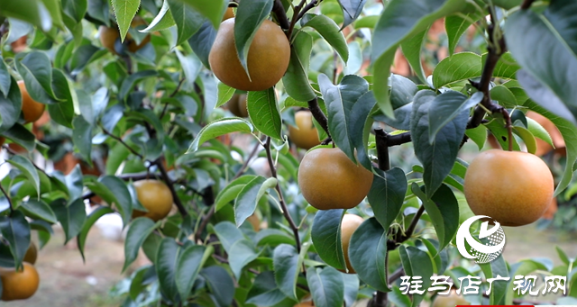 泌陽縣付莊鄉：小小梨果變身“致富果”