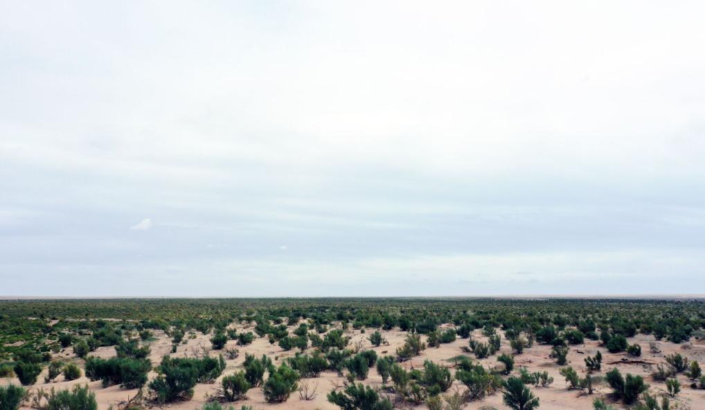 新時代新征程新偉業·習近平總書記關切事丨黃河之水天上來,奔流到此“青”幾許——黃河“幾字彎”生態治理一線故事