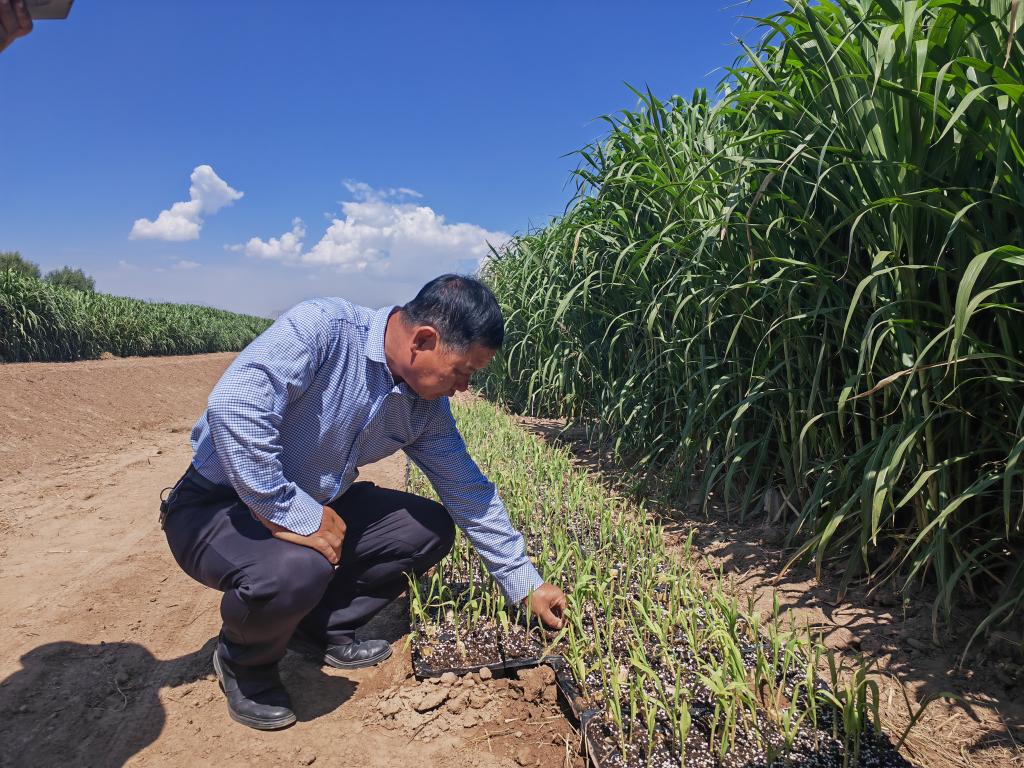 新時代新征程新偉業·習近平總書記關切事丨黃河之水天上來,奔流到此“青”幾許——黃河“幾字彎”生態治理一線故事