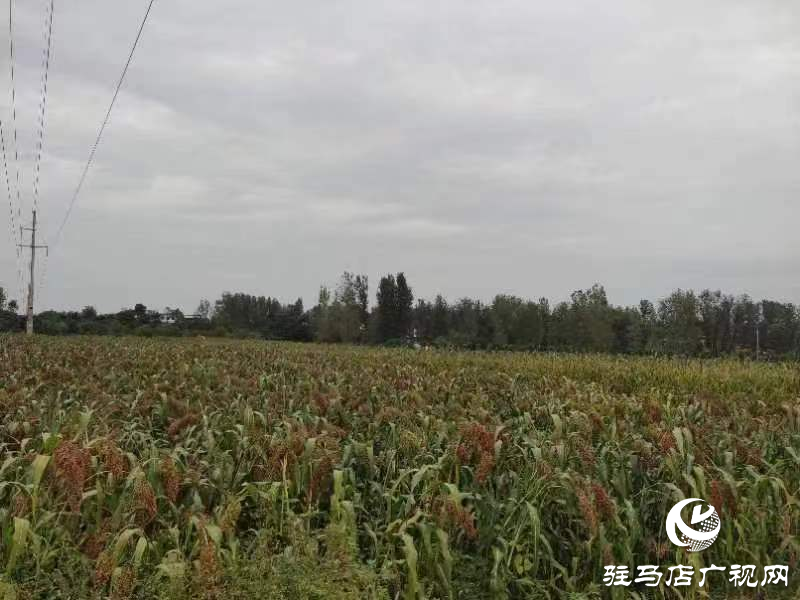 泌陽縣:特色種植高粱紅 鄉村振興新動能