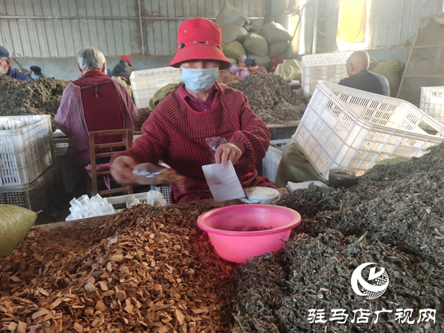 泌陽縣：&ldquo;小艾草&rdquo;成為鄉(xiāng)村振興路上的&ldquo;致富寶&rdquo;