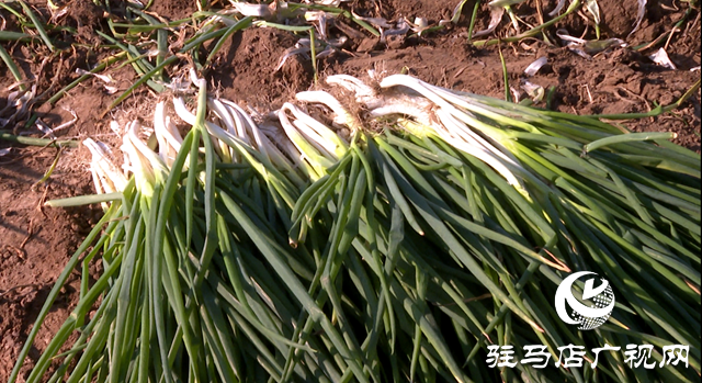 泌陽縣三門閘街道五里廟村：產業發展&ldquo;蔥&rdquo;滿新希望