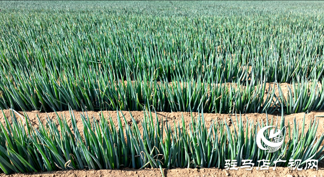 泌陽縣三門閘街道五里廟村：產業發展&ldquo;蔥&rdquo;滿新希望