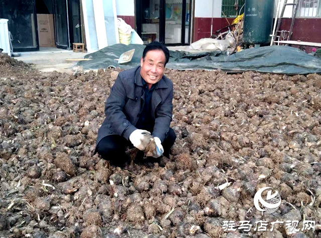 泌陽春水:鄉村振興“芋”來越給力