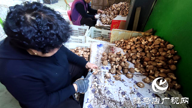 泌陽縣:構建大眾創業平臺 做優香菇種植鏈條