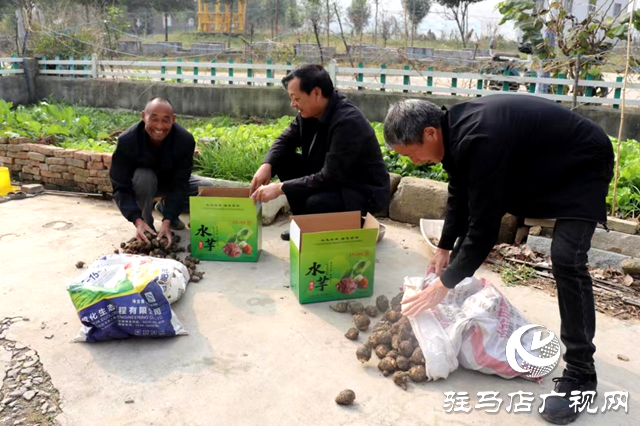 泌陽春水:鄉村振興“芋”來越給力