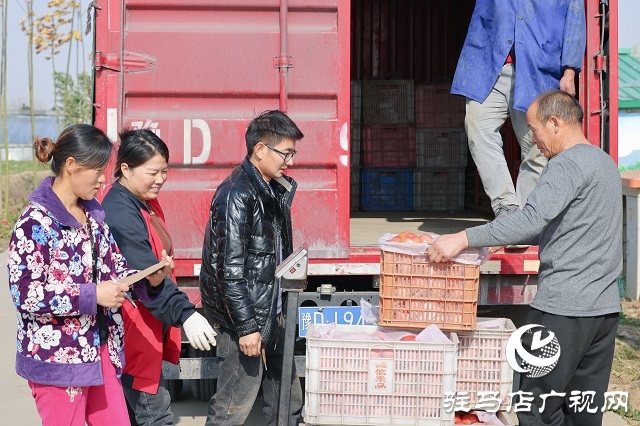 宿鴨湖街道桃園鋪社區：蔬菜大棚&ldquo;種&rdquo;出鄉村振興好&ldquo;錢&rdquo;景