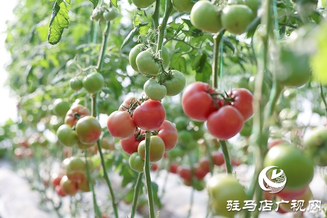 宿鴨湖街道桃園鋪社區：蔬菜大棚&ldquo;種&rdquo;出鄉村振興好&ldquo;錢&rdquo;景