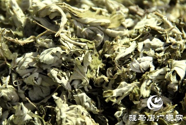 泌陽縣黃山口鄉：中藥材成為群眾致富金“藥”匙