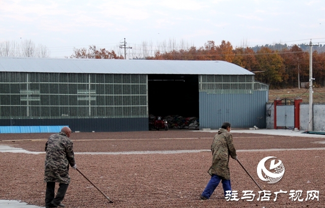 泌陽縣黃山口鄉：中藥材成為群眾致富金&ldquo;藥&rdquo;匙