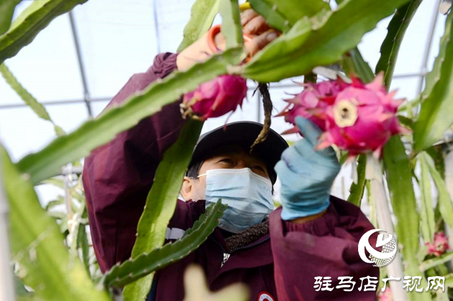 汝南縣：火龍果&ldquo;映紅&rdquo;鄉(xiāng)村振興路