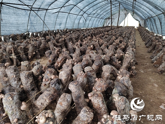 泌陽縣銅山鄉：特色種植讓&ldquo;荒山&rdquo;變致富&ldquo;寶地&rdquo;