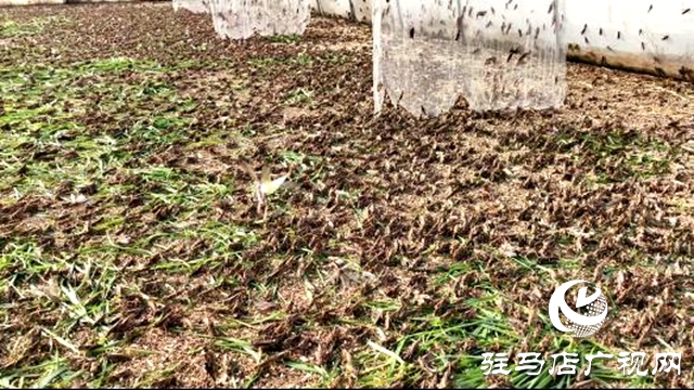 平輿縣萬(wàn)冢鎮(zhèn)牛莊村：小螞蚱&ldquo;蹦&rdquo;出致富路助村民飛&ldquo;蝗&rdquo;騰達(dá)