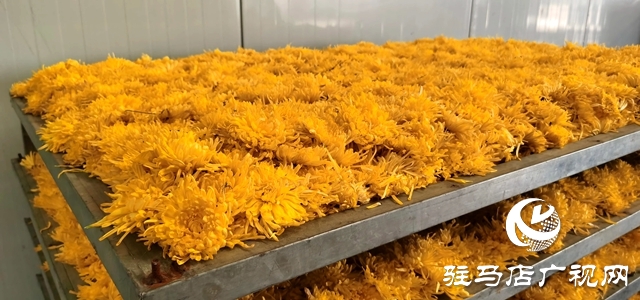 泌陽縣：特色種植的&ldquo;金絲皇菊&rdquo;功效多多