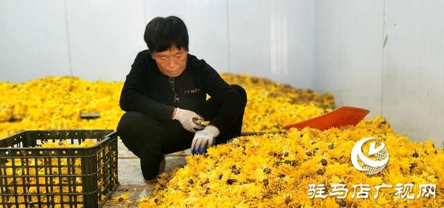 泌陽縣：特色種植的&ldquo;金絲皇菊&rdquo;功效多多