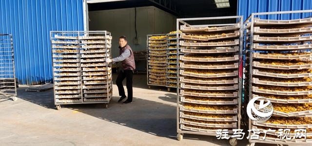 泌陽縣：特色種植的&ldquo;金絲皇菊&rdquo;功效多多