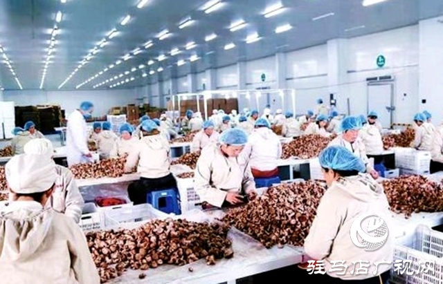 泌陽縣：河南金星獎 泌陽一區上榜