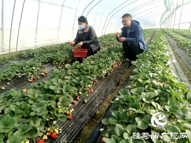 汝南縣古塔街道：小草莓映紅鄉村振興&ldquo;莓&rdquo;好生活