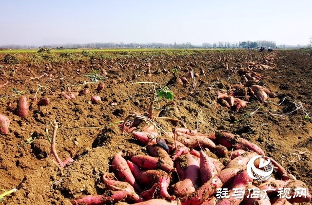 泌陽縣郭集鎮：小粉條做成大產業，助力農民增收致富