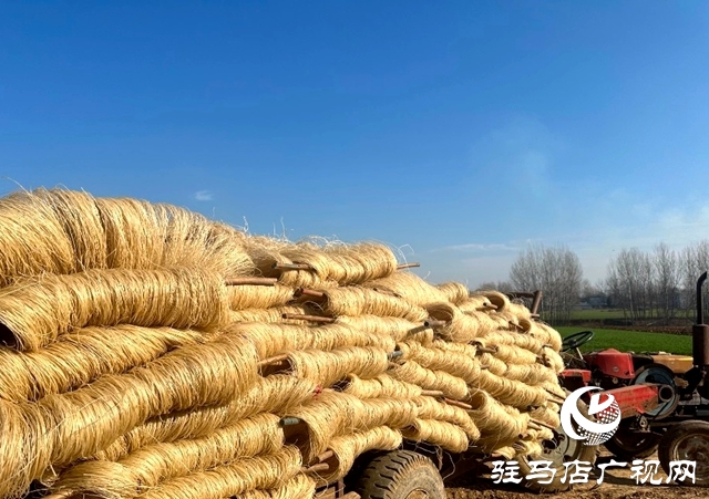 泌陽縣郭集鎮：小粉條做成大產業，助力農民增收致富