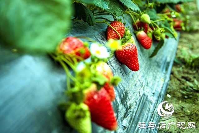 出彩新農(nóng)人||王超：大棚里的&ldquo;莓&rdquo;好事業(yè)
