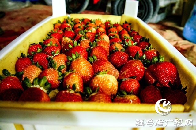 出彩新農(nóng)人||王超：大棚里的&ldquo;莓&rdquo;好事業(yè)