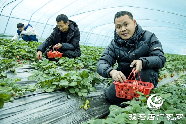 出彩新農(nóng)人||王超：大棚里的&ldquo;莓&rdquo;好事業(yè)