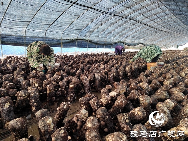泌陽縣楊家集鎮孟崗村：開展香菇規模化種植 打造&ldquo;一村一品&rdquo;特色產業