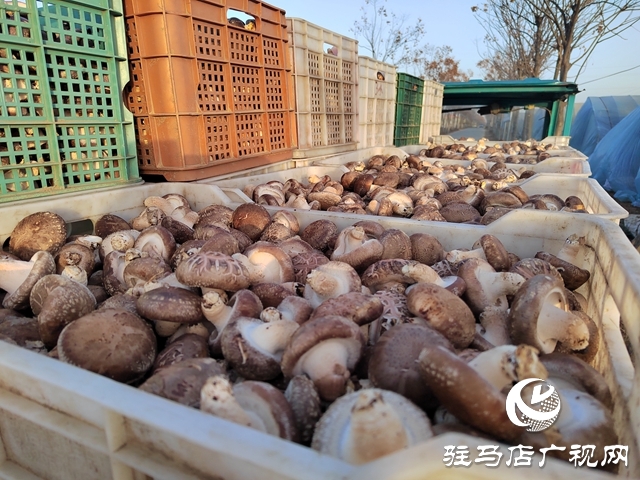 泌陽縣楊家集鎮孟崗村：開展香菇規模化種植 打造&ldquo;一村一品&rdquo;特色產業