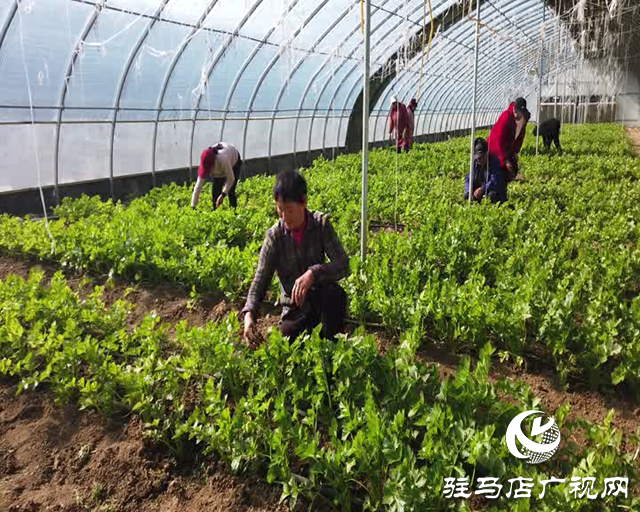 新蔡縣磚店鎮：開展特色產業 助力鄉村振興