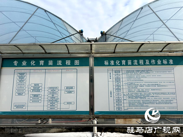 泌陽縣郭集鎮:人勤春來早 育苗正當時