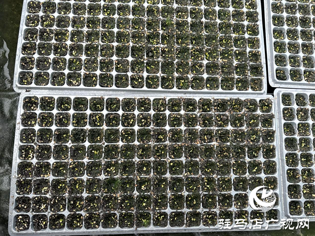 泌陽縣郭集鎮:人勤春來早 育苗正當時