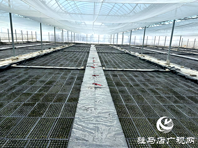 泌陽縣郭集鎮:人勤春來早 育苗正當時