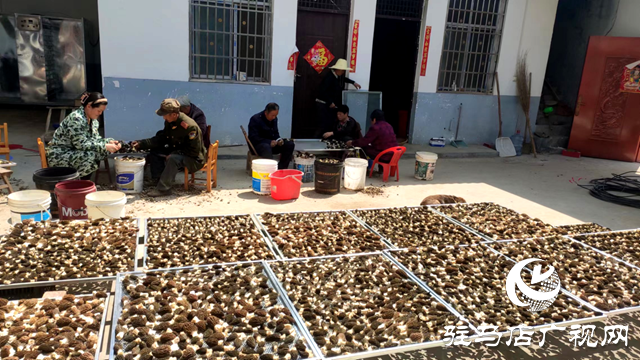 泌陽縣銅山鄉：小小羊肚奏響春日&ldquo;豐收曲&rdquo;