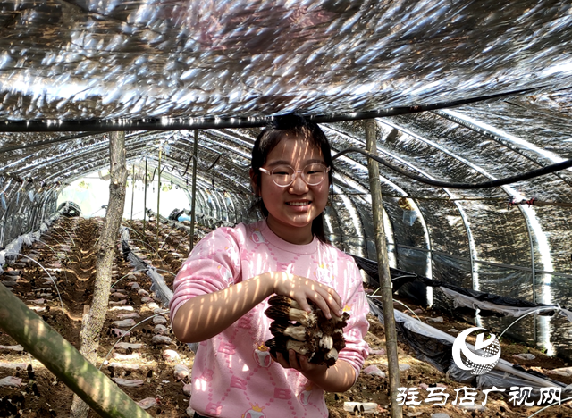 泌陽縣銅山鄉：小小羊肚奏響春日&ldquo;豐收曲&rdquo;