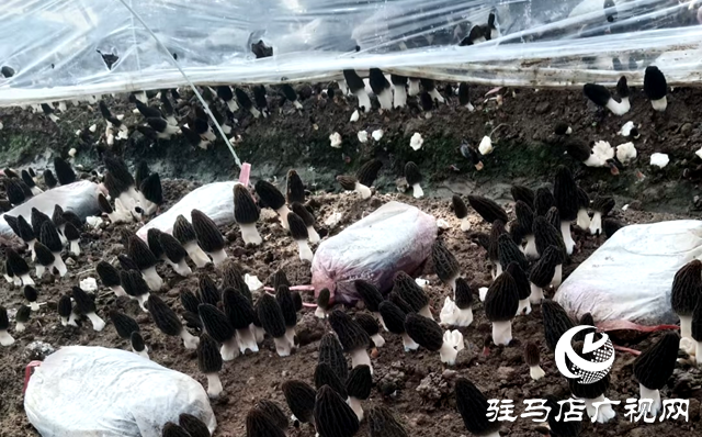 泌陽縣銅山鄉：小小羊肚奏響春日&ldquo;豐收曲&rdquo;