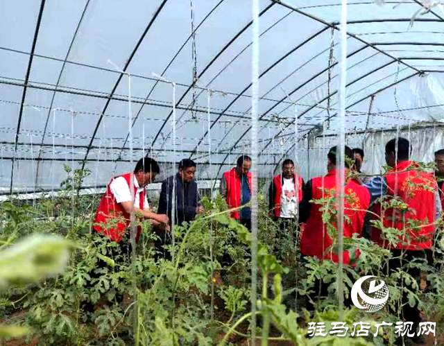 泌陽縣：用好科技之力激活鄉村振興&ldquo;智力引擎&rdquo;