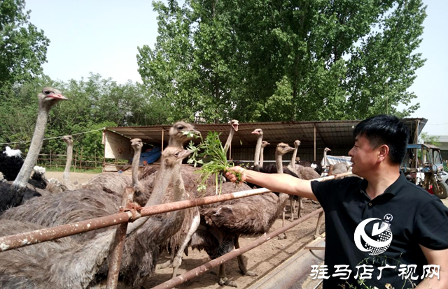 泌陽縣泰山廟鎮：鴕鳥&ldquo;奔&rdquo;出致富路 特色養殖助振興