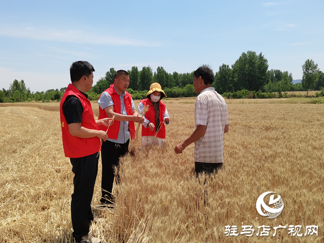 泌陽縣高店鎮瓦房村：黨員干部助力種糧大戶搶收小麥
