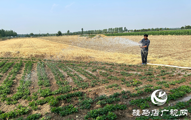 泌陽縣郭集鎮(zhèn)：全力打好抗旱保苗&ldquo;主動仗&rdquo;
